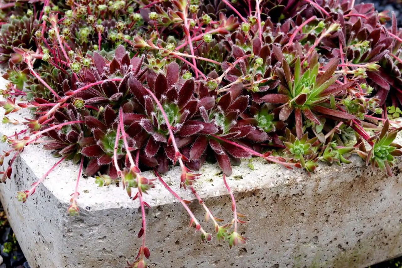 Hypertufa ecologica como hacer ingredientes