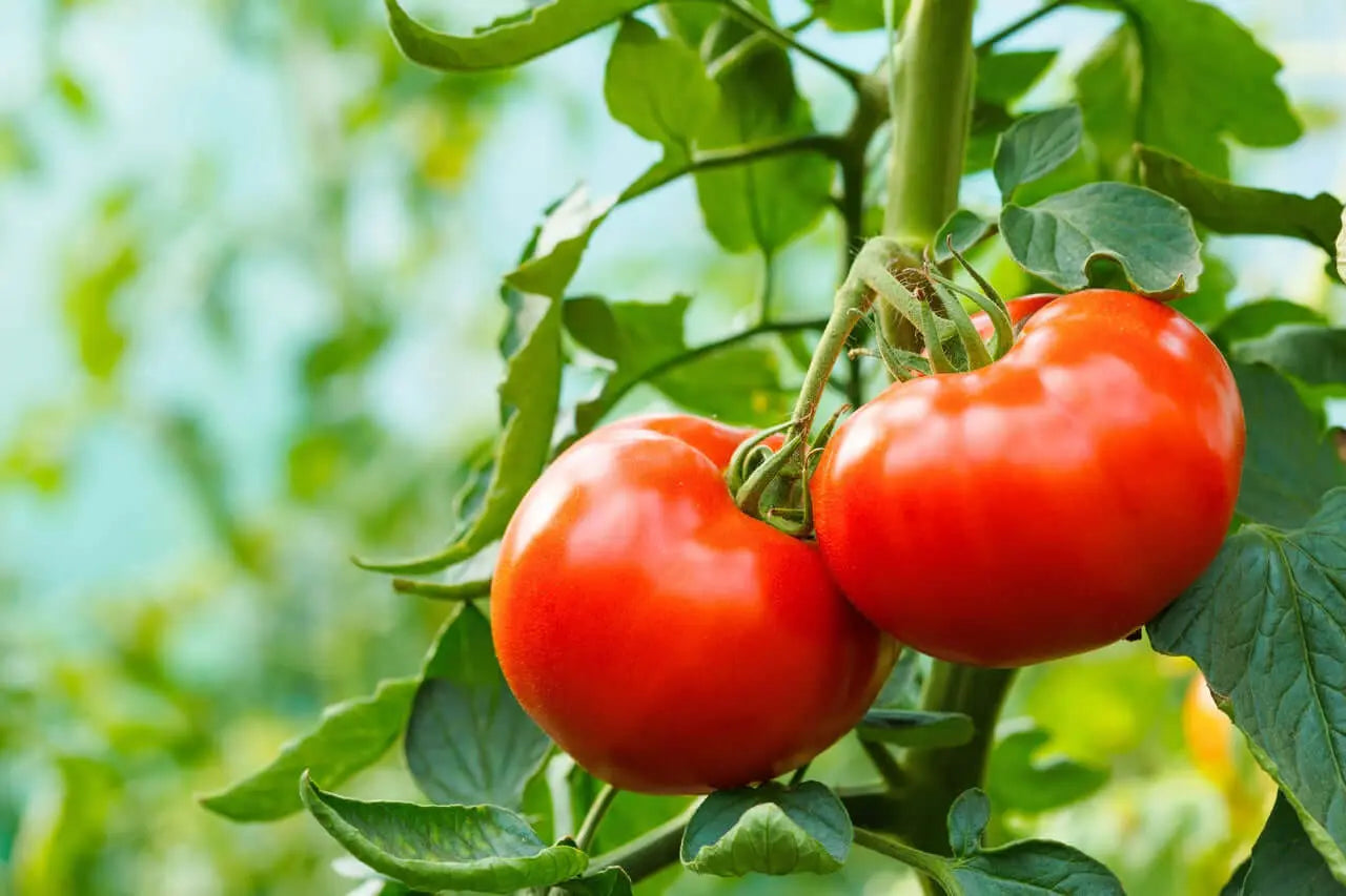 Carbonato-de-calcio-para-tomateras Vetonek