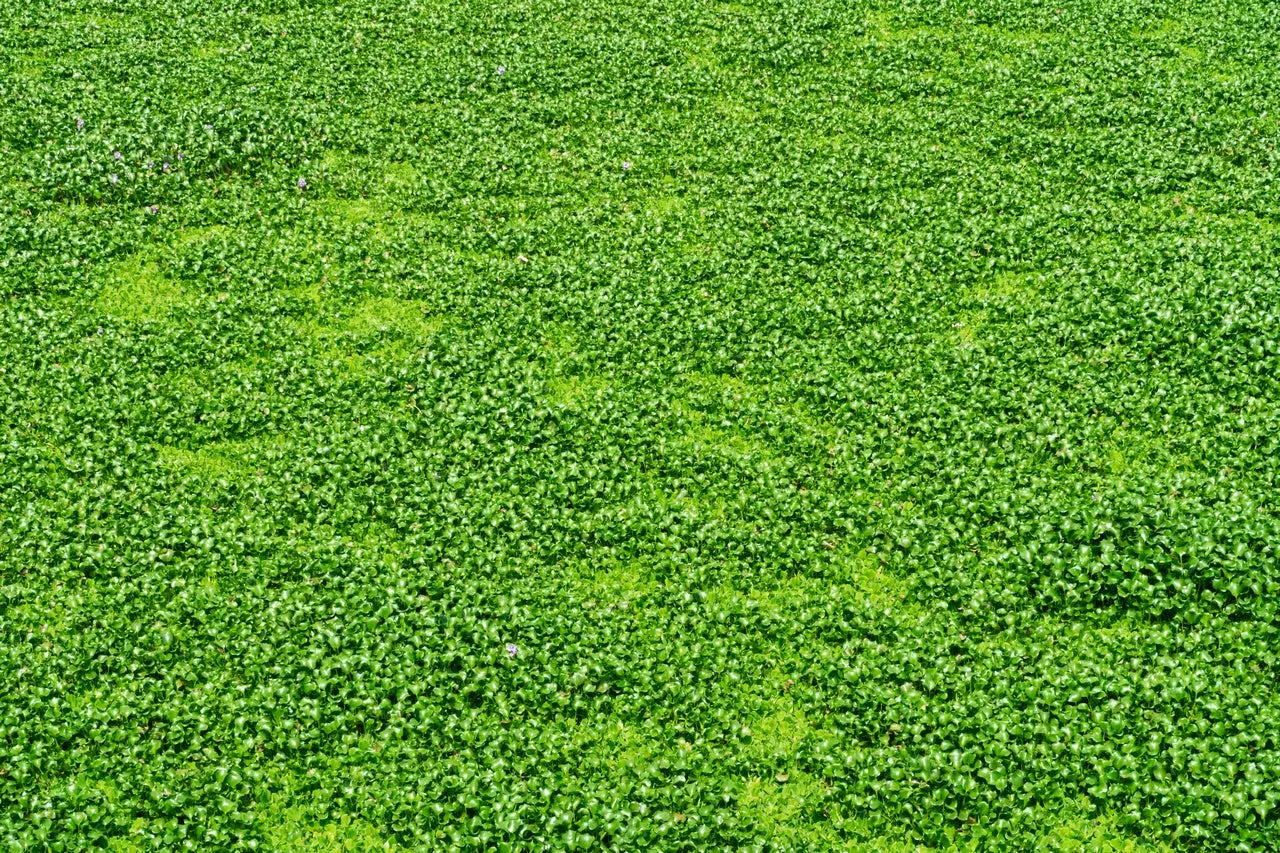 Dichondra-Repens-La-Alternativa-Verde-al-Césped-Natural-y-al-Césped-Artificial Vetonek
