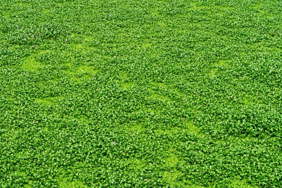 Dichondra-Repens-La-Alternativa-Verde-al-Césped-Natural-y-al-Césped-Artificial Vetonek
