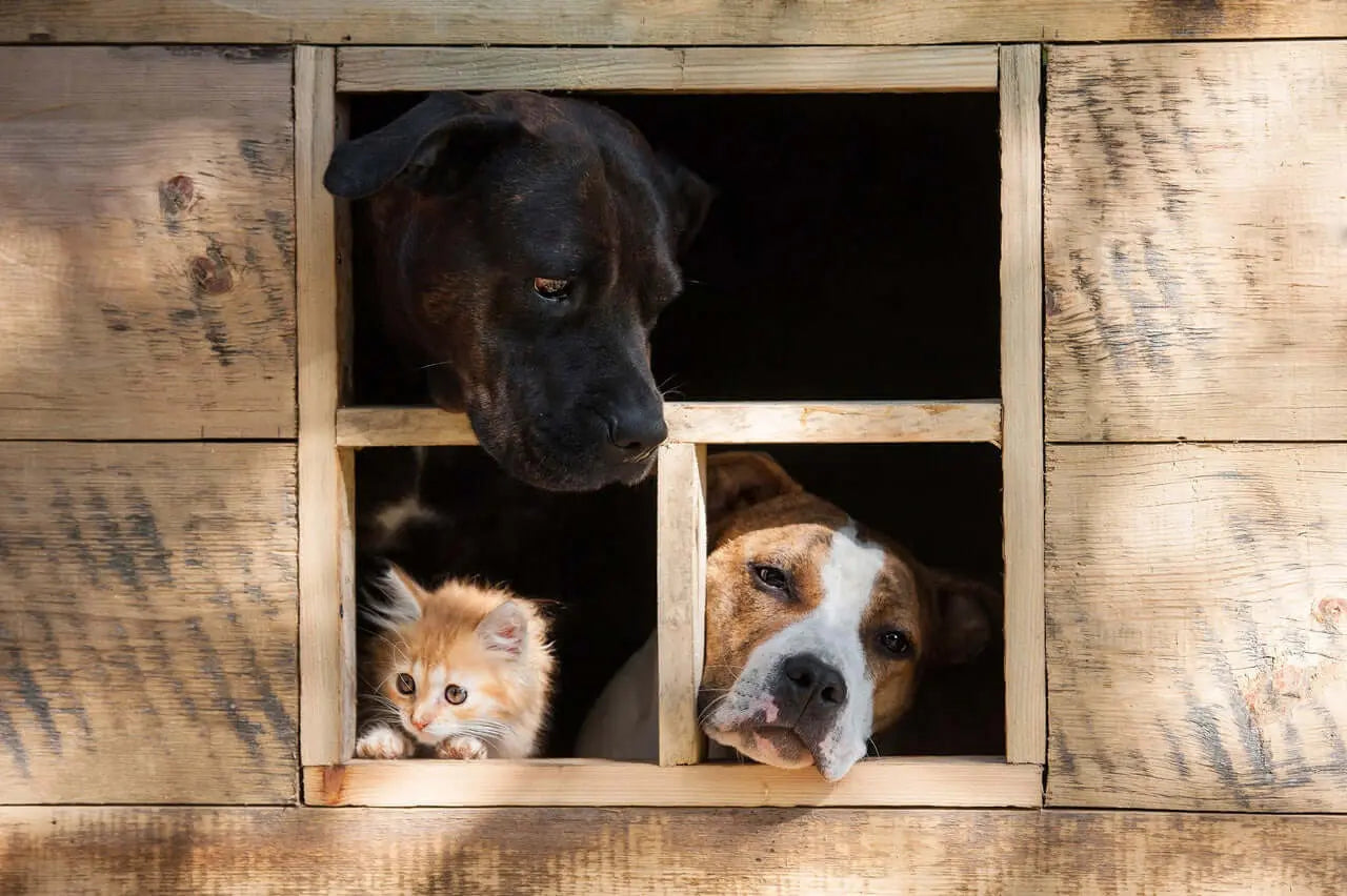 Casetas-para-perros Vetonek