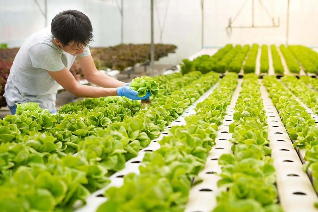 Sustratos agricolas Especializados