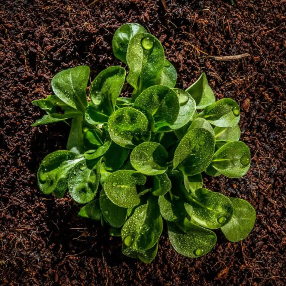 Sustratos agricolas Ecologicos