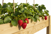 Mesa de Cultivo 160x80cm. 220L - Vetonek
