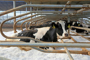 Sable pour lit de vaches Vicasani - Vetonek