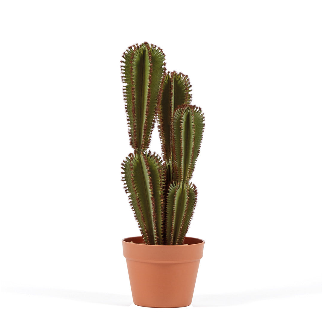 Cactus Artificial Euphorbia Suzannae: Decoración Sin Mantenimiento Vetonek