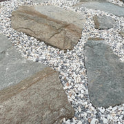 Planchoncillo Argent Bicolore Vetonek