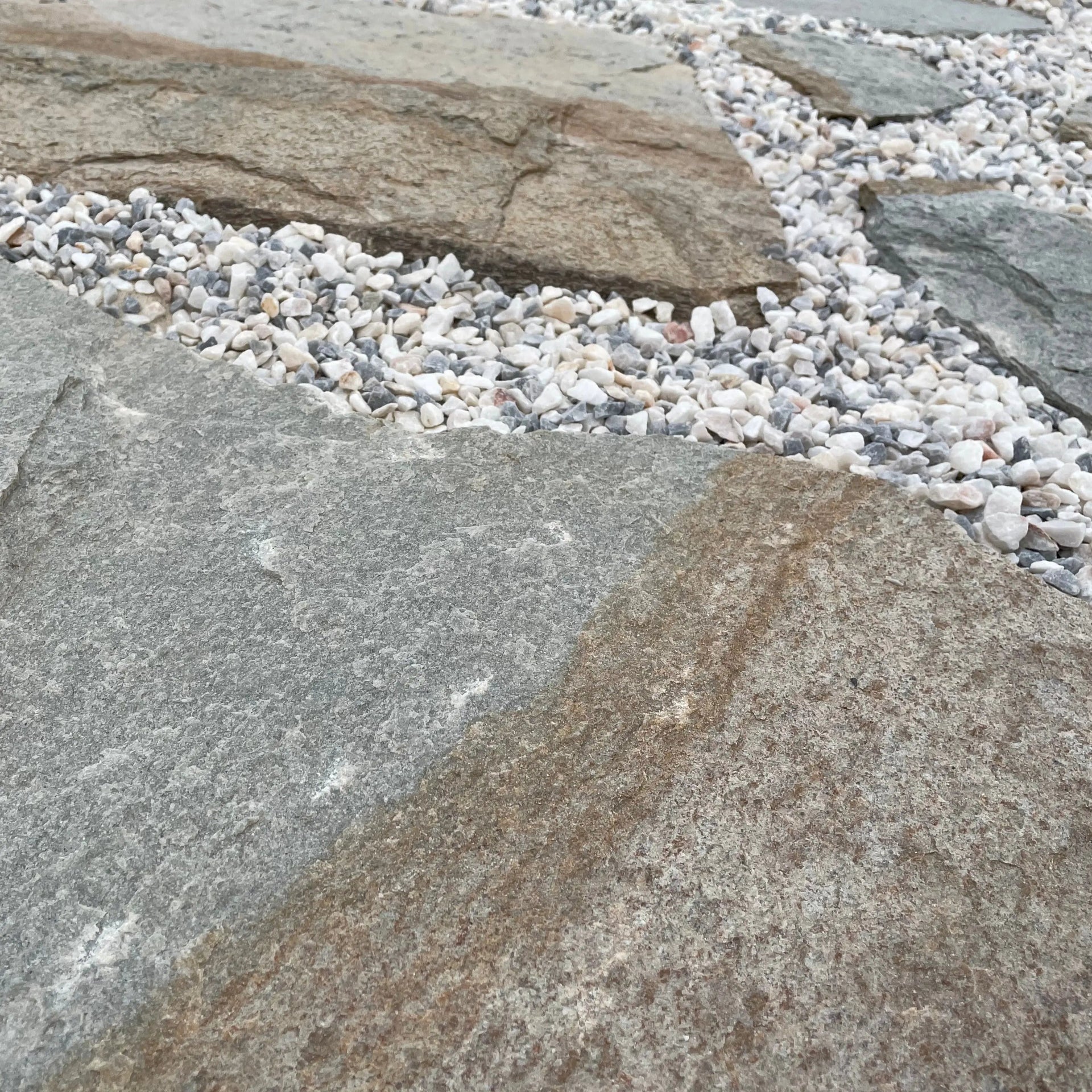 Planchoncillo Argent Bicolore Vetonek