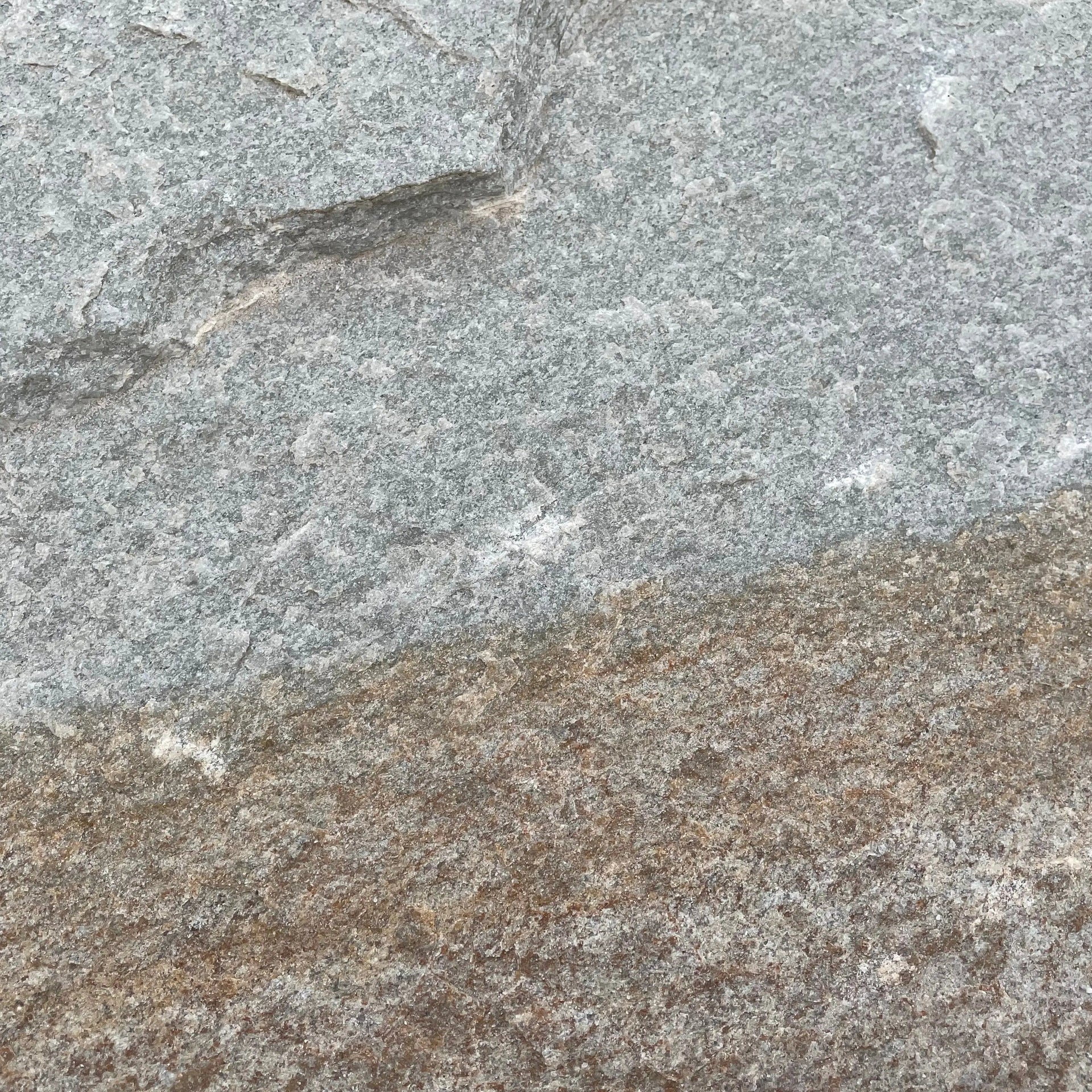 Planchoncillo Argent Bicolore Vetonek