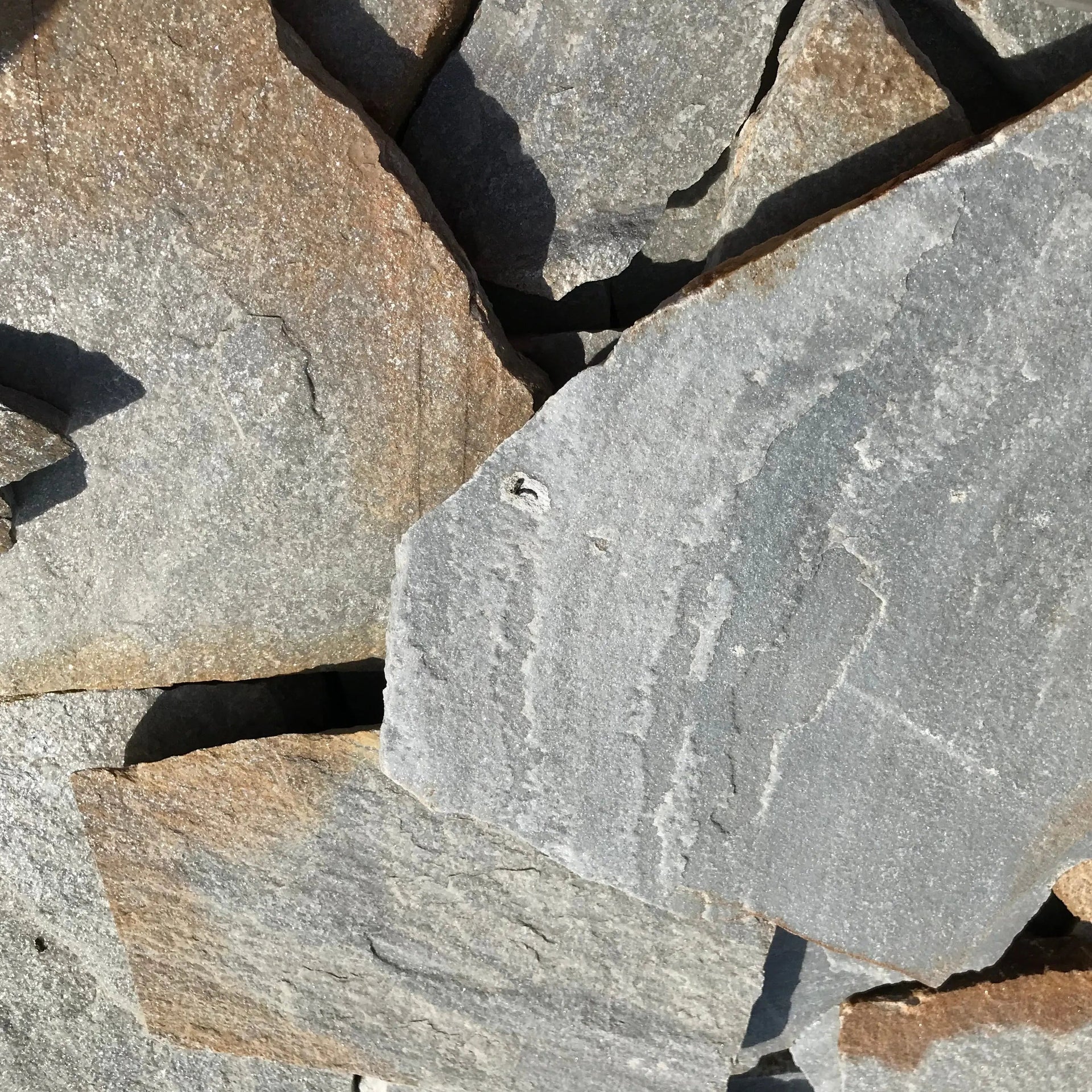 Planchoncillo Argent Bicolore Vetonek