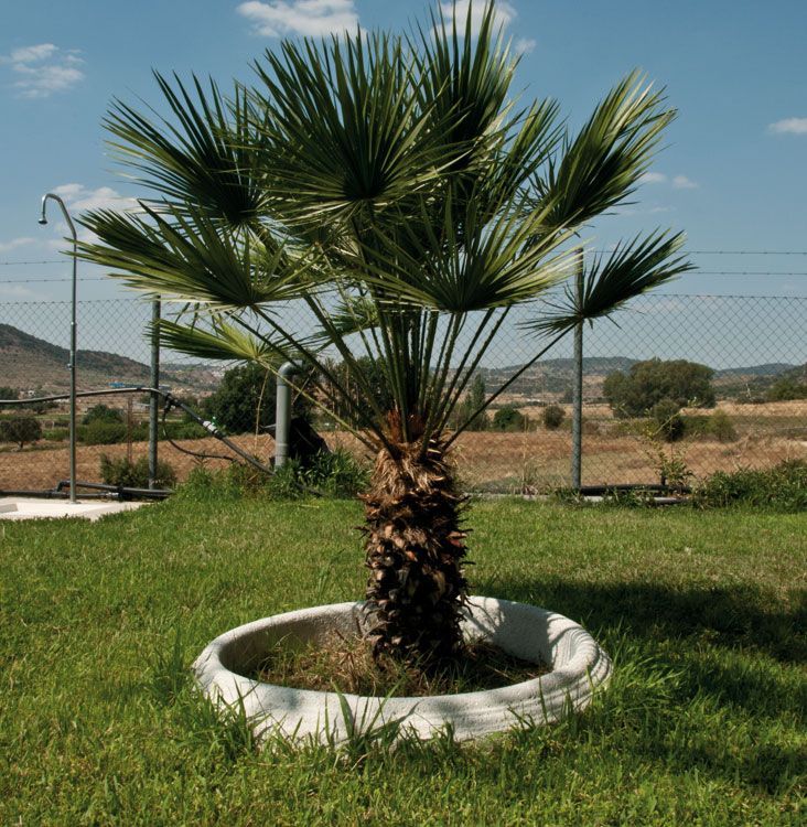 Alcorque Alberite con árbol joven