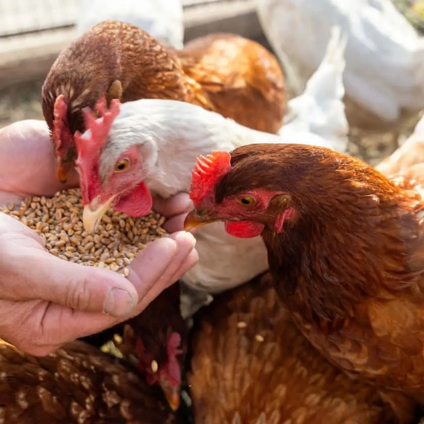 Carbonate de calcium pour poules - Vetonek