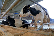 Bentonite Calcaire Agriculture - Vetonek
