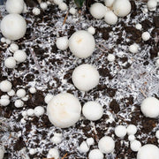 Compost Champignon Vieilli - Vetonek