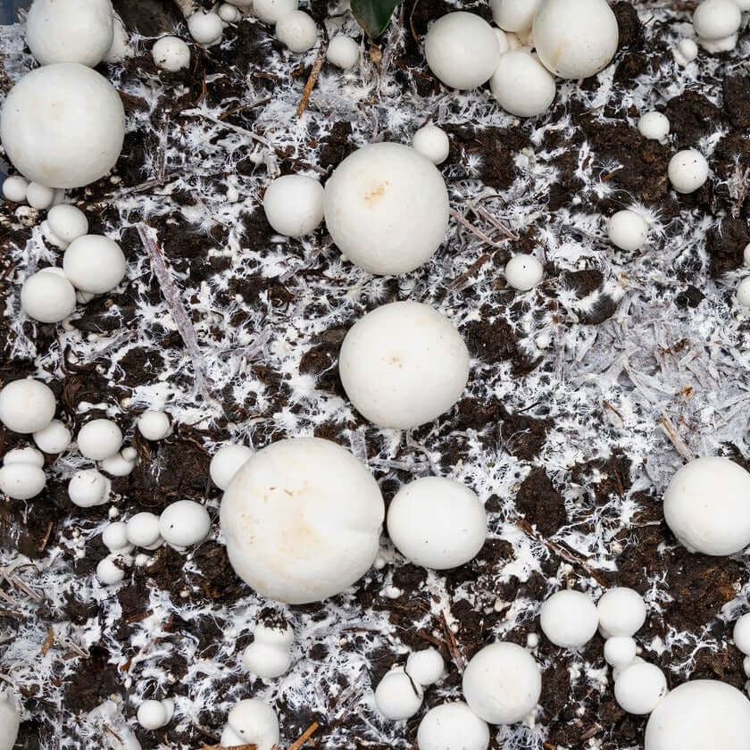 Compost Champignon Vieilli - Vetonek