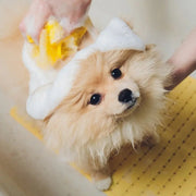 Chien poméranien étant baigné avec du savon, éponge jaune et terre de diatomées, déparasitant naturel.