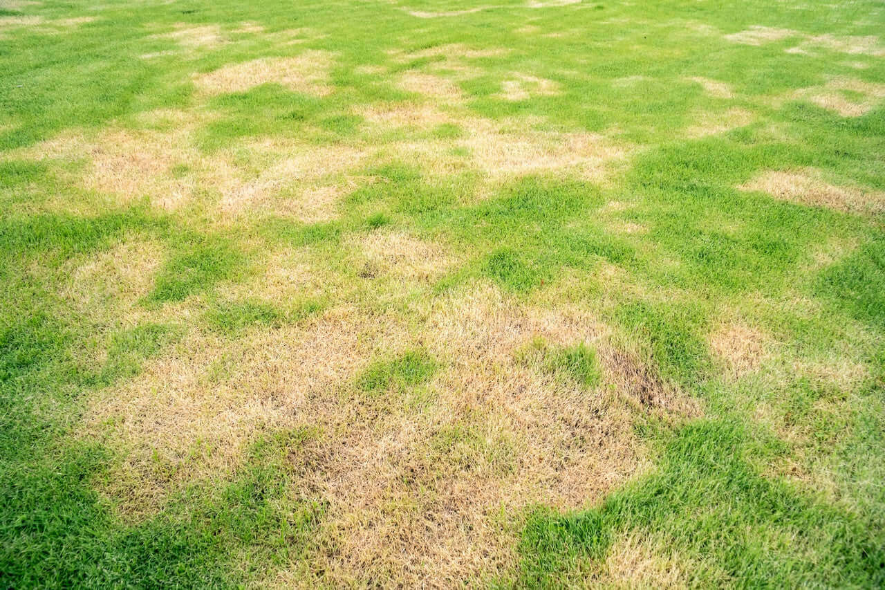 Recebo para Césped Ecológico Vetonek