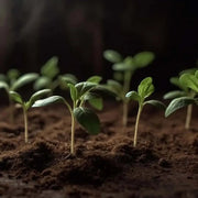 Sustrato Universal Ecológico EcoVita Vetonek