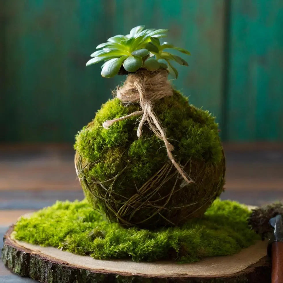 Substrat pour Kokedama Européenne avec Sakura Terra - Vetonek