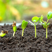 Tierra Plantas Flervi - Vetonek