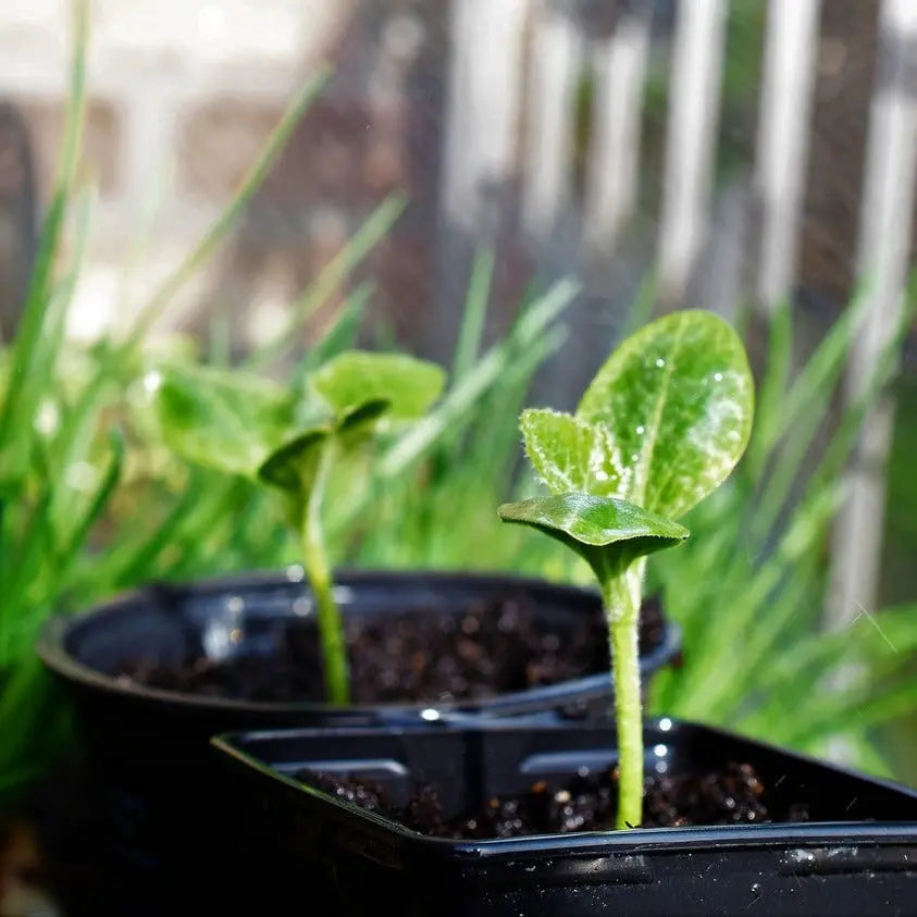 Tierra Plantas Flervi - Vetonek